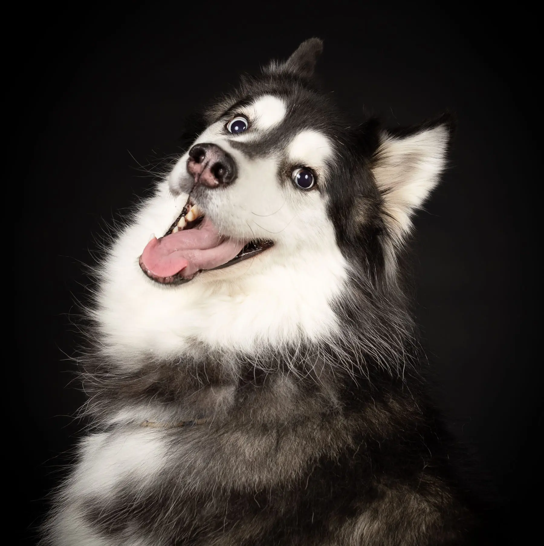 dierenfotograaf professioneel