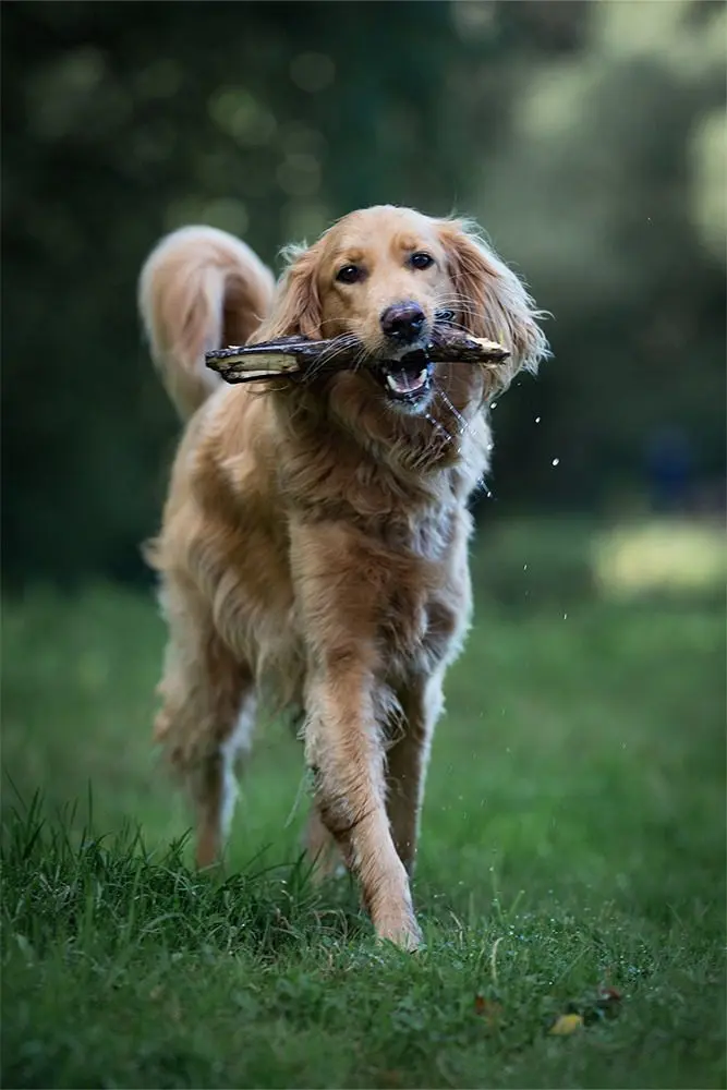 Beau asielhond