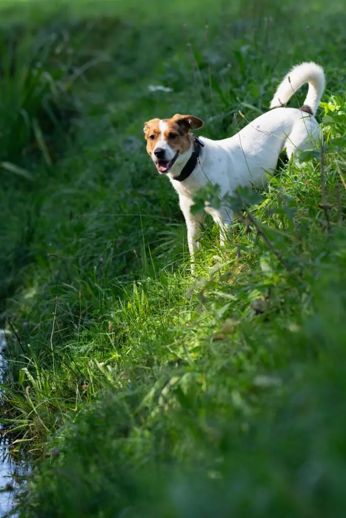 Oscar asiel hond