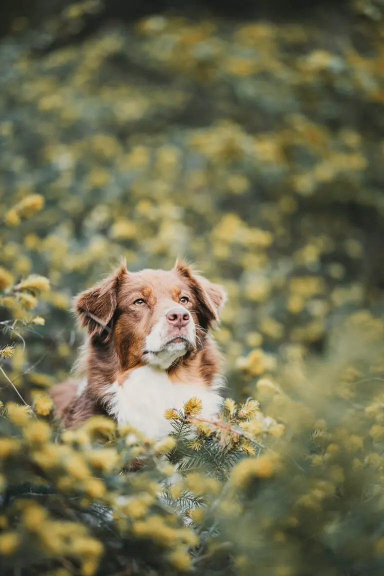 hondenfotograaf fotosnoet
