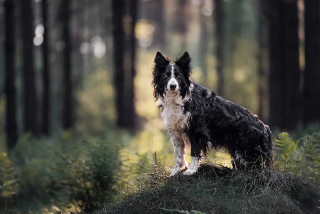 hondenfotograaf in Twente