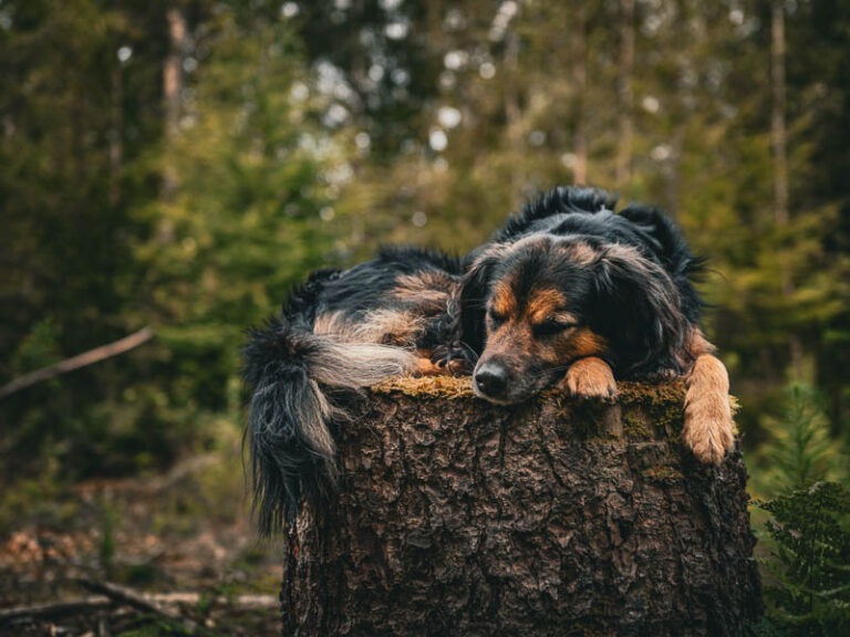 hondenfotograaf foto hond