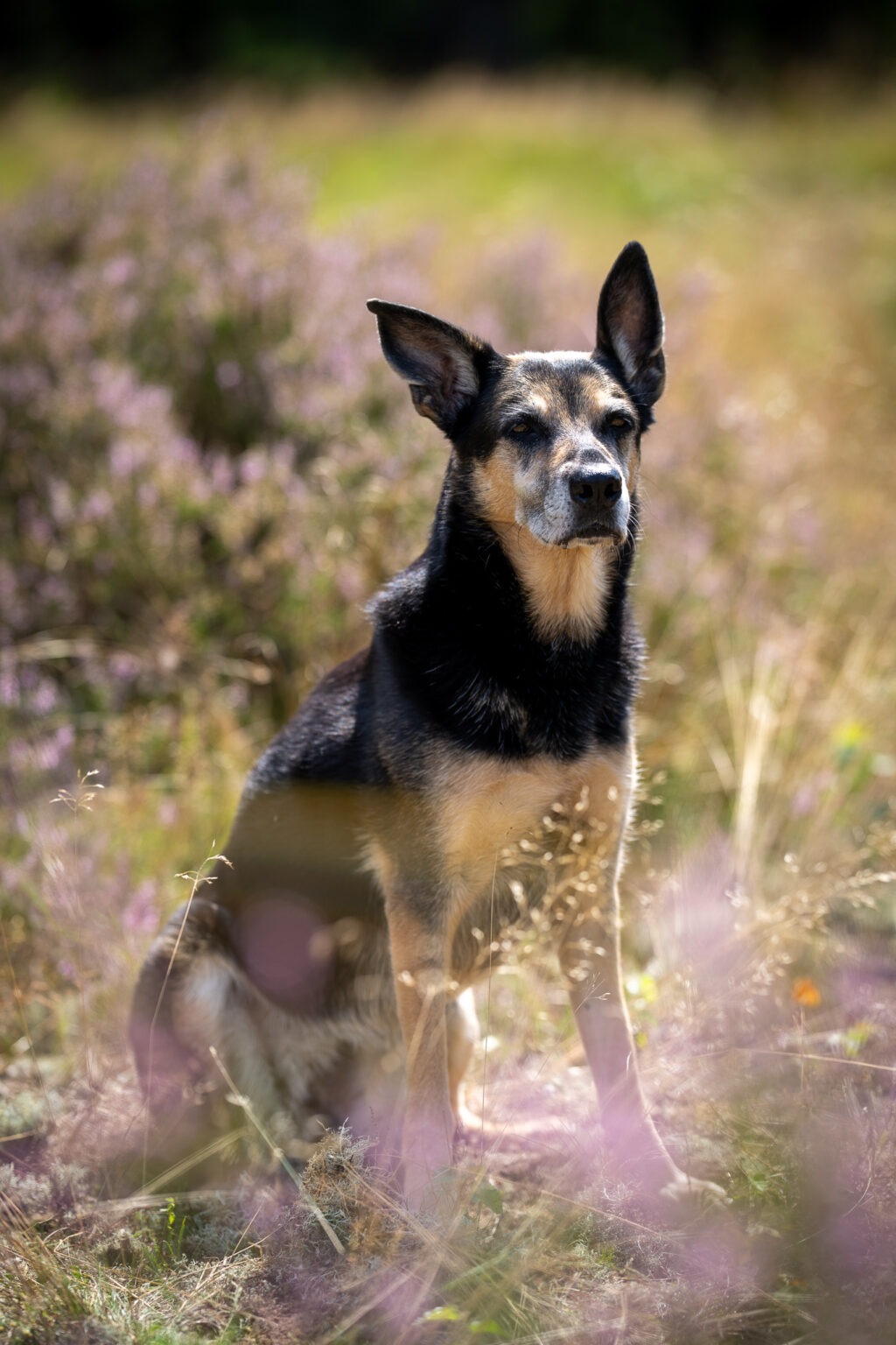 fotoshoot hond professioneel buiten op locatie