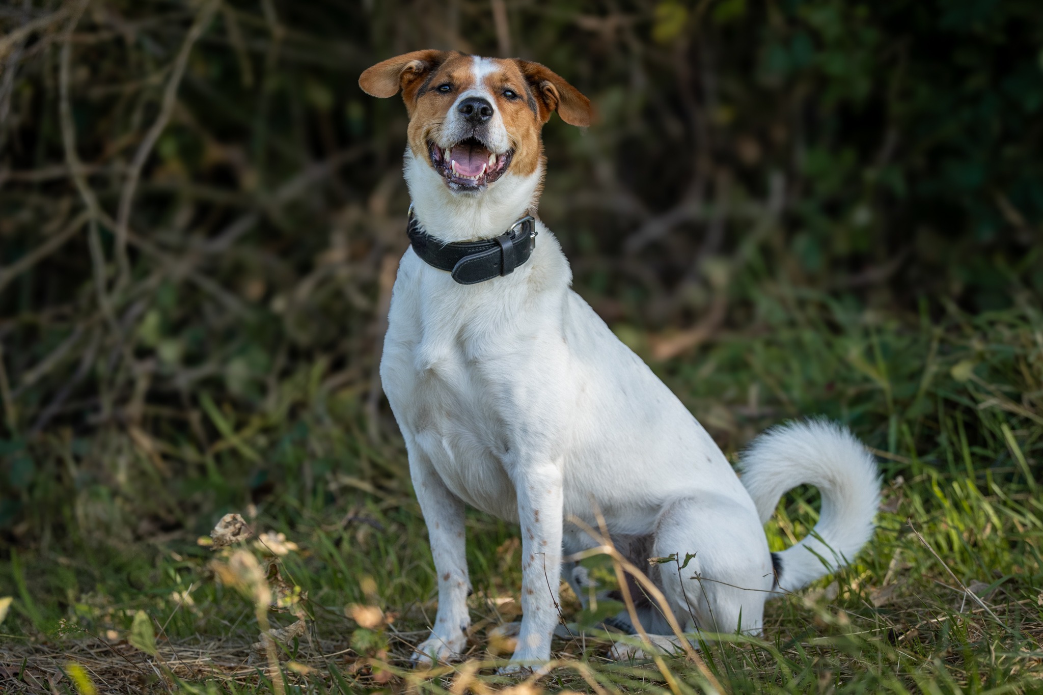 sproet snoet oscar asielhond
