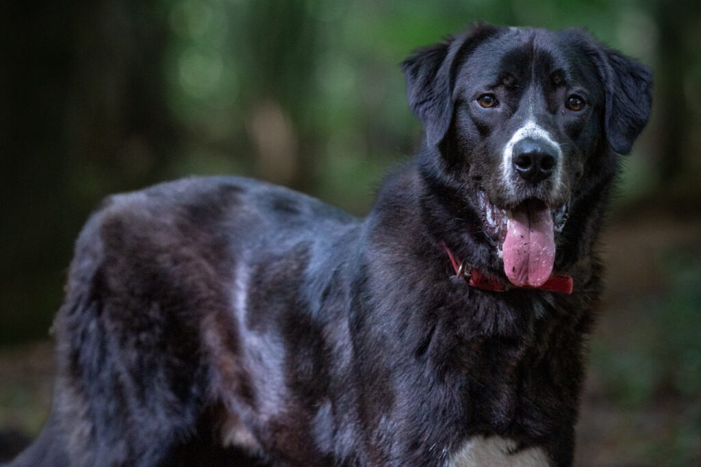 Hero zoekt forever home