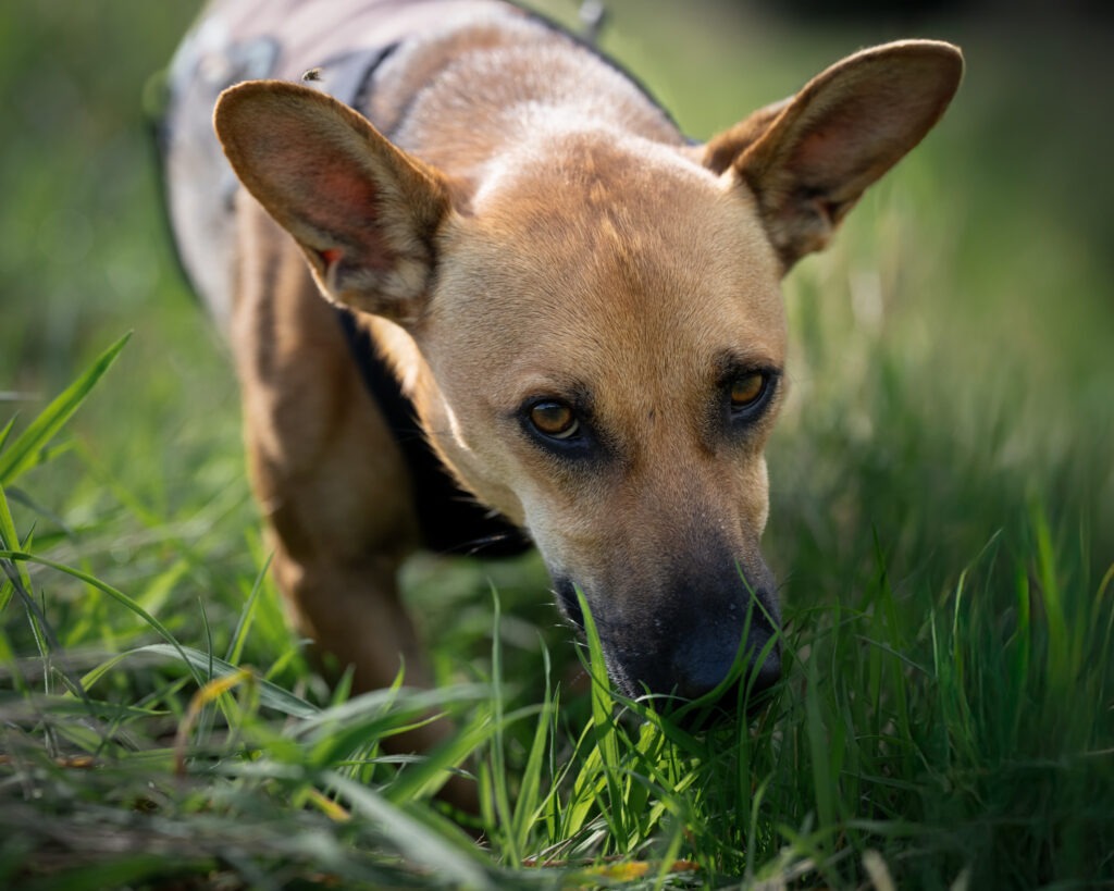 portrait foto van asielhond