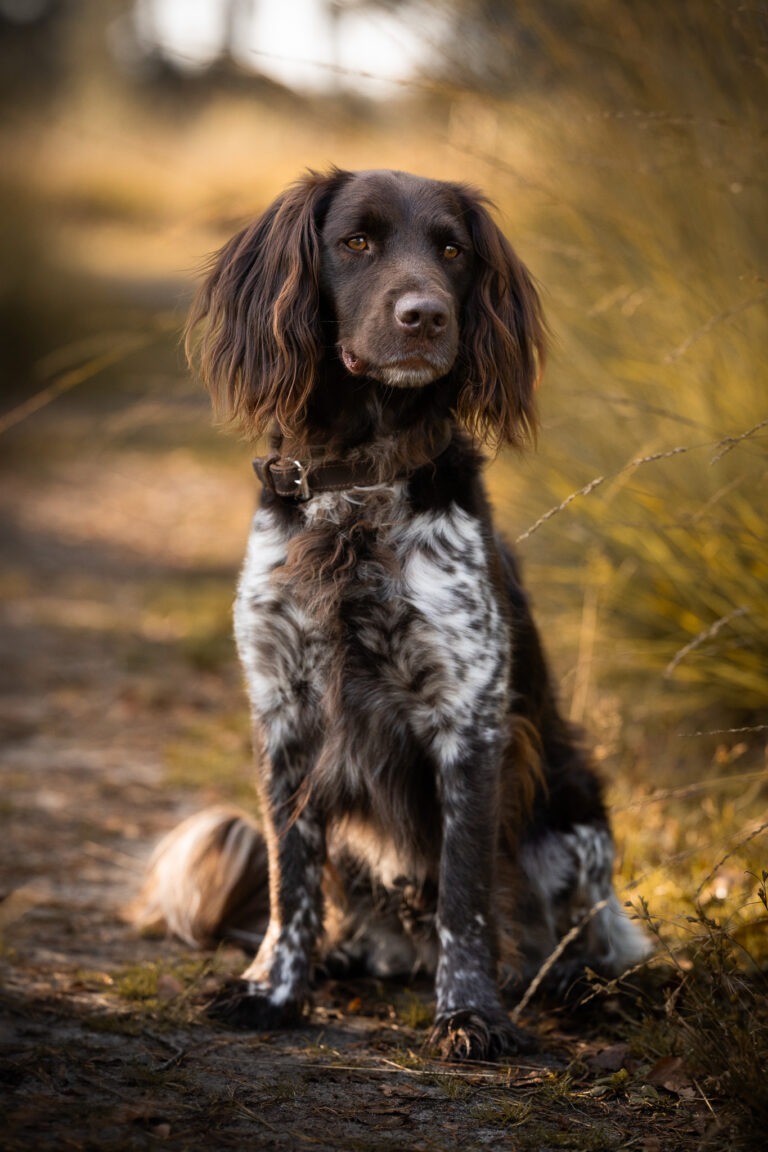 fotoshoot hond professioneel