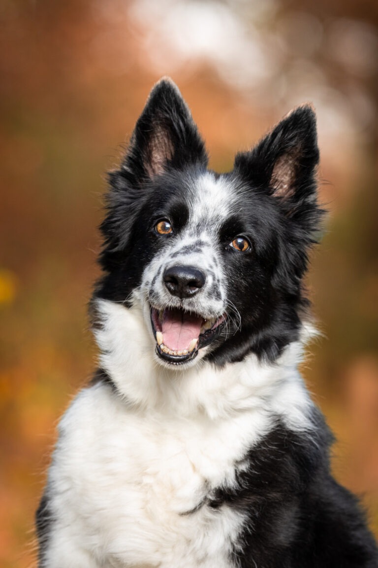fotoshoot hond professioneel