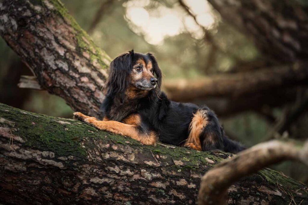 fotoshoot met angstige hond 1