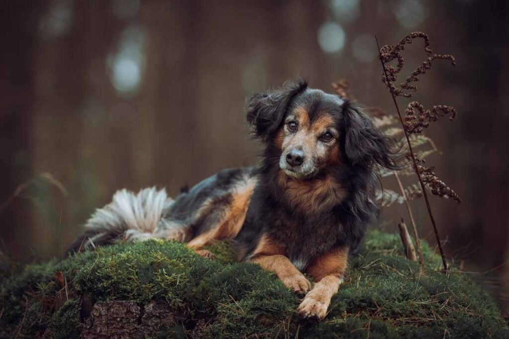 hondenfotograaf foto hond