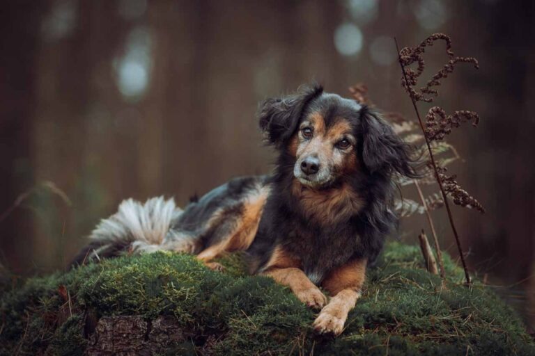 hondenfotograaf foto hond