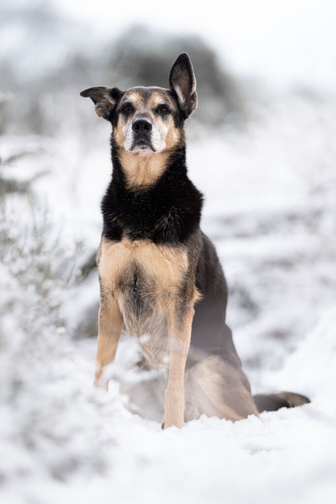 Hoe kies je een goede hondenfotograaf?