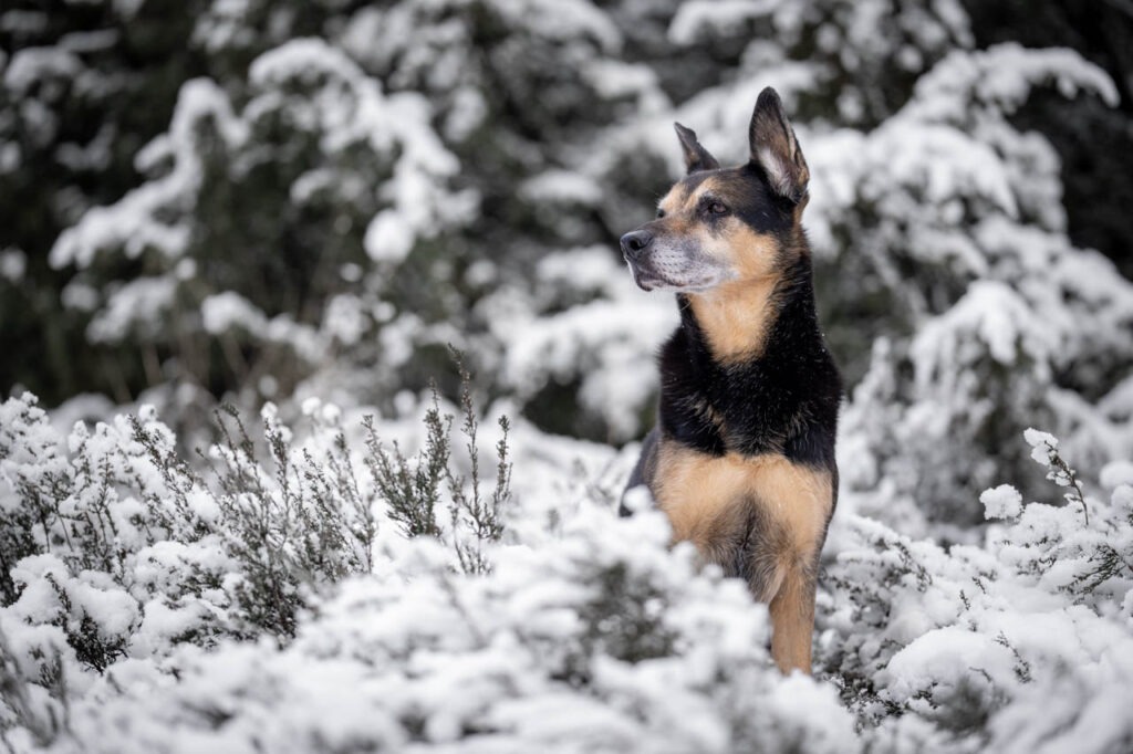 Hoe kies je een goede hondenfotograaf?