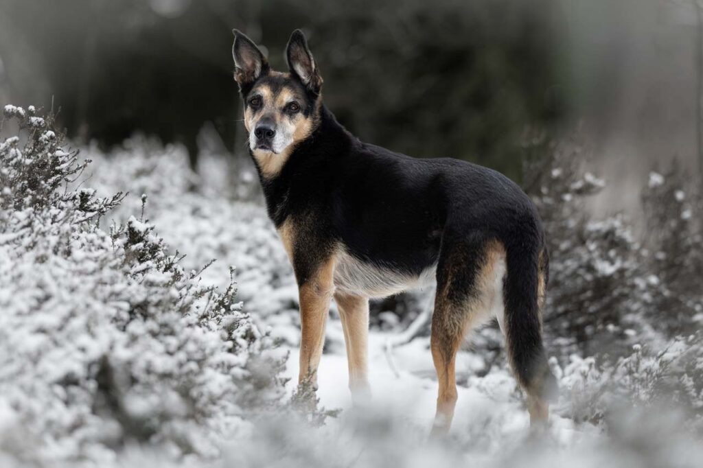 Hondenfotograaf Twente: professionele foto's laten maken van je hond op de mooiste locaties