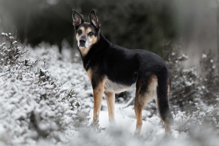Hondenfotograaf Twente: professionele foto's laten maken van je hond op de mooiste locaties