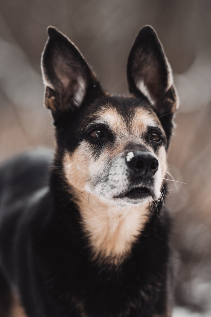 Hoe kies je een goede hondenfotograaf?