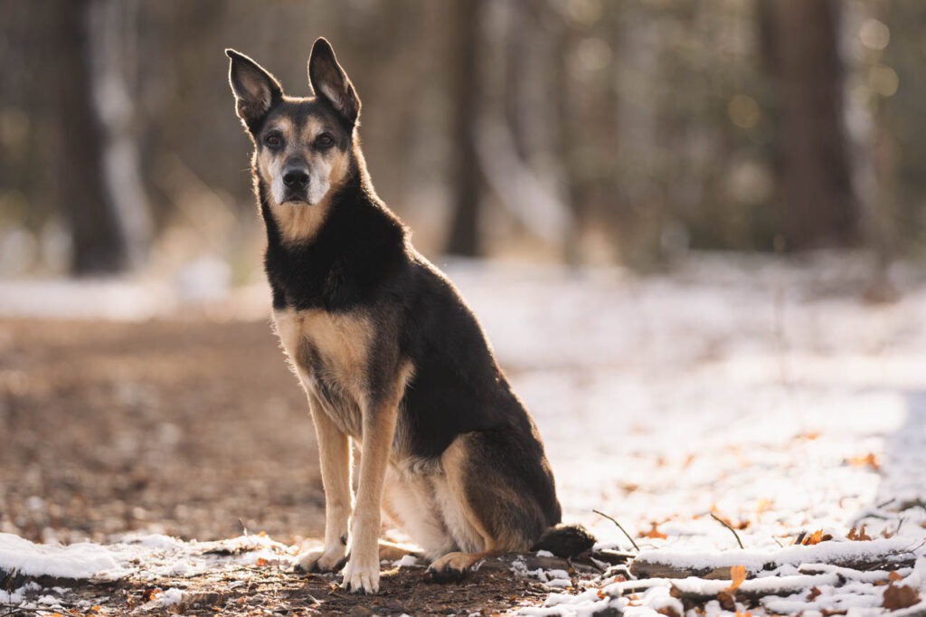 Hoe kies je een goede hondenfotograaf?