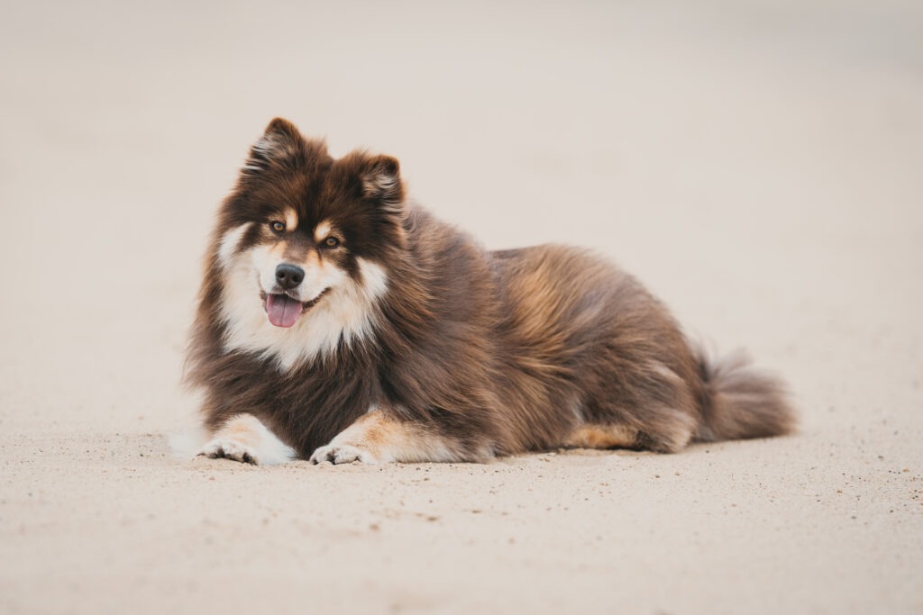 wat kost een hondenfotoshoot