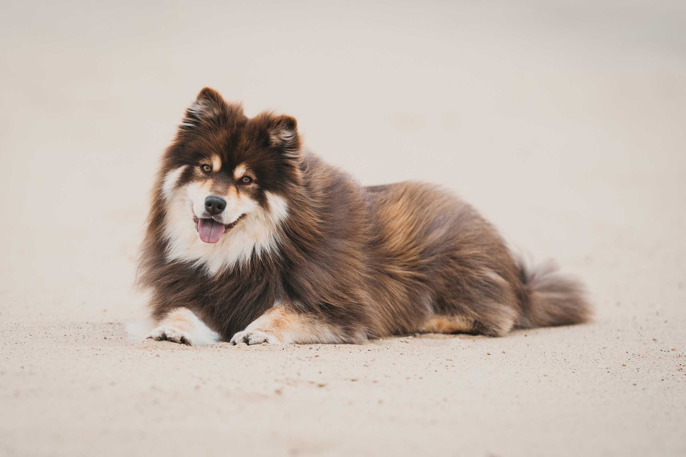 wat kost een hondenfotoshoot