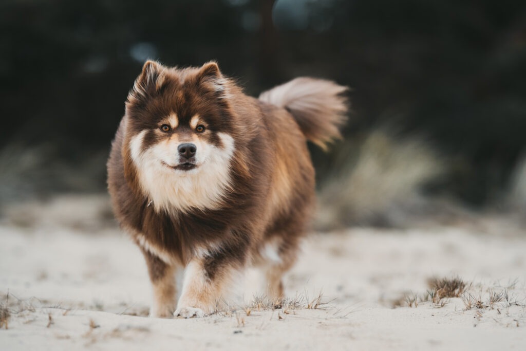wat kost een hondenfotoshoot shoot