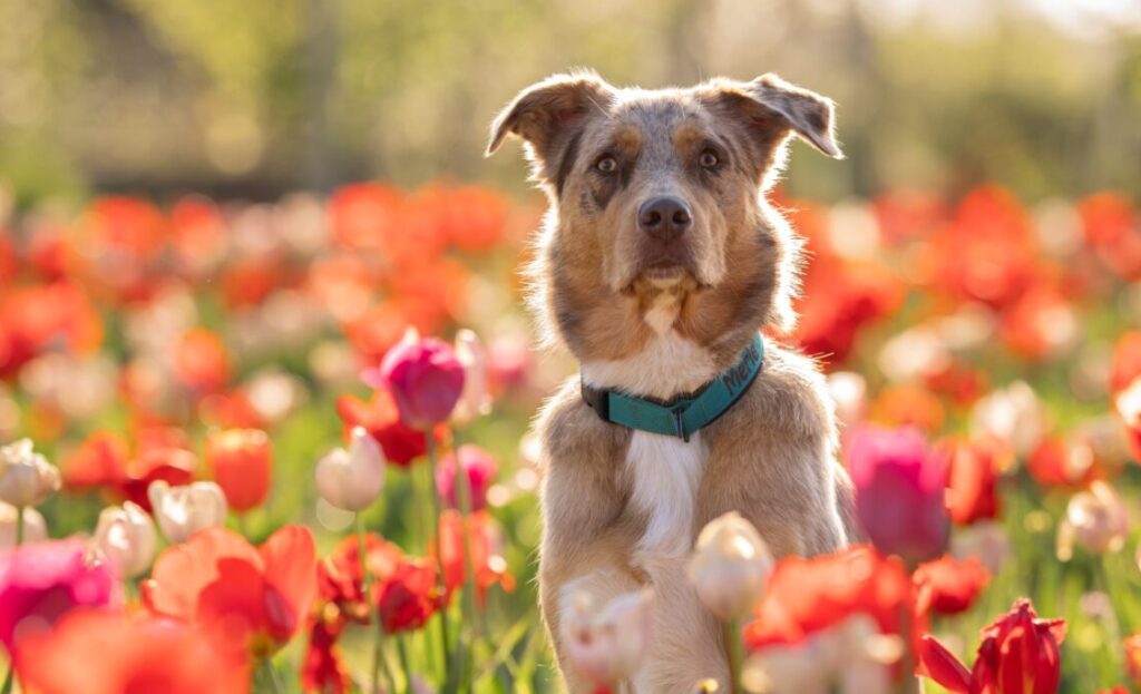Een fotoshoot van je adoptiehond