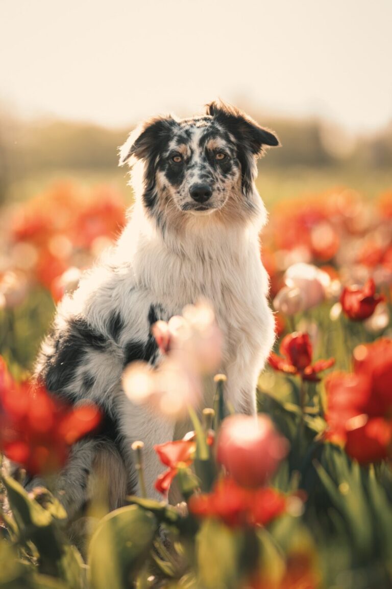 Hondenfotograaf FotoSnoet