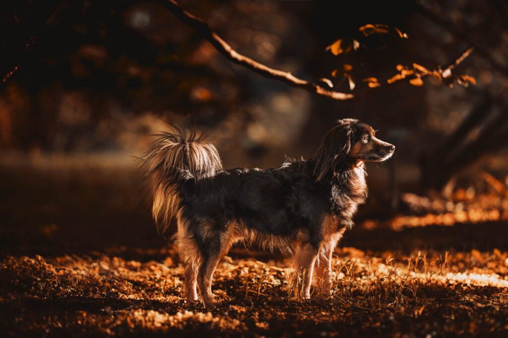 dierenfotograaf