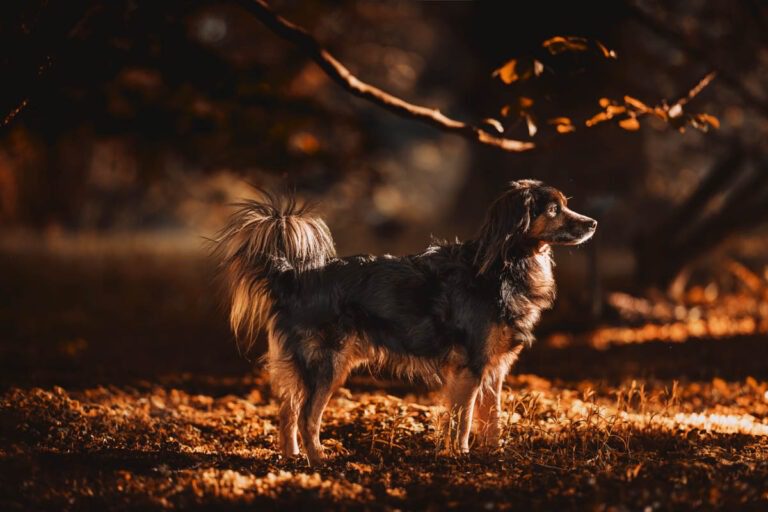 dierenfotograaf