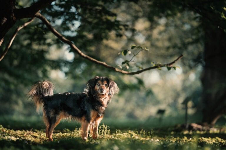 dierenfotograaf