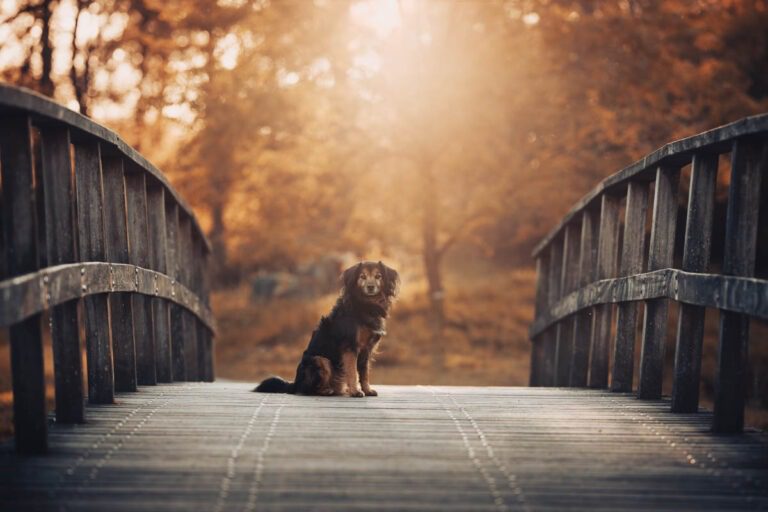dierenfotograaf