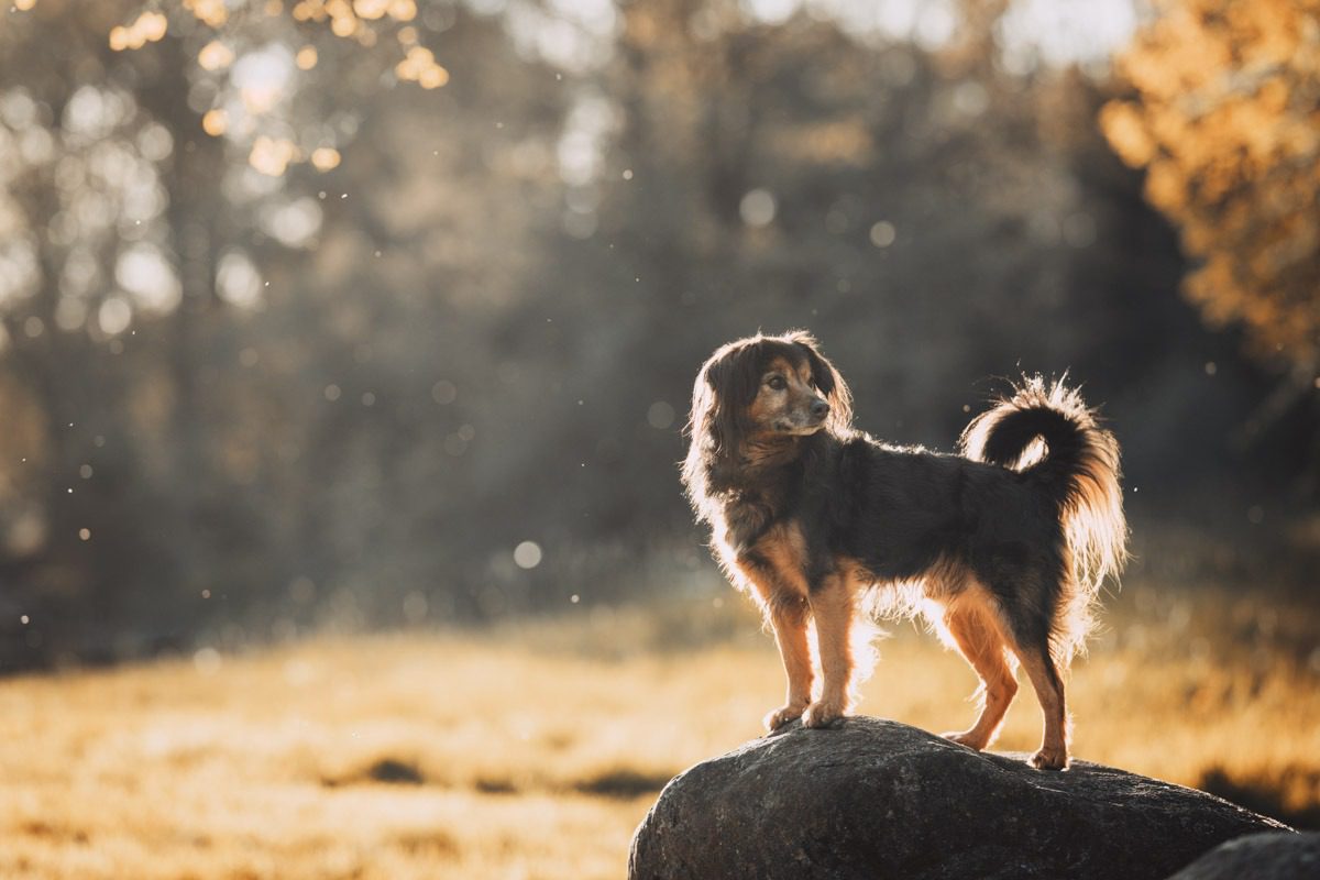 foto's van je hond maken