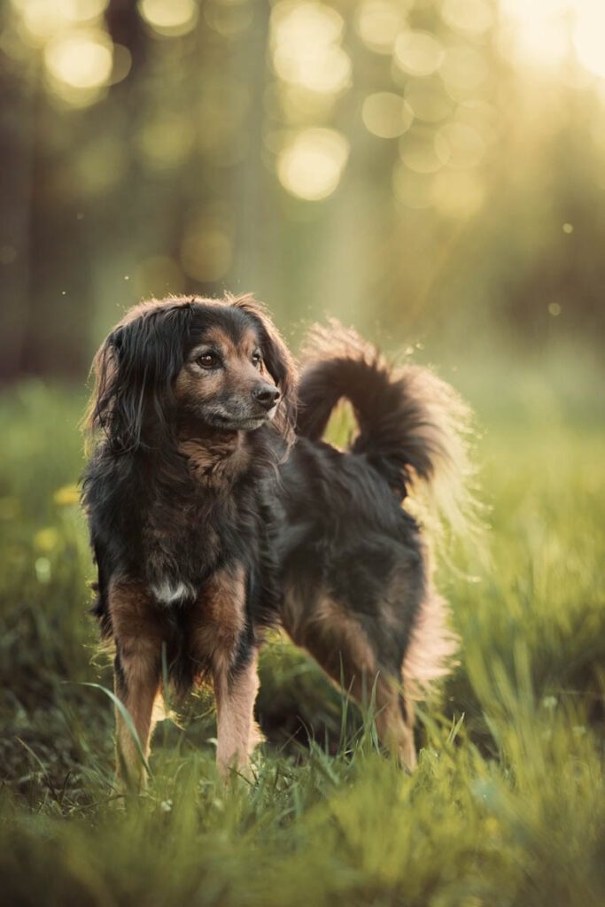 foto's van je hond maken