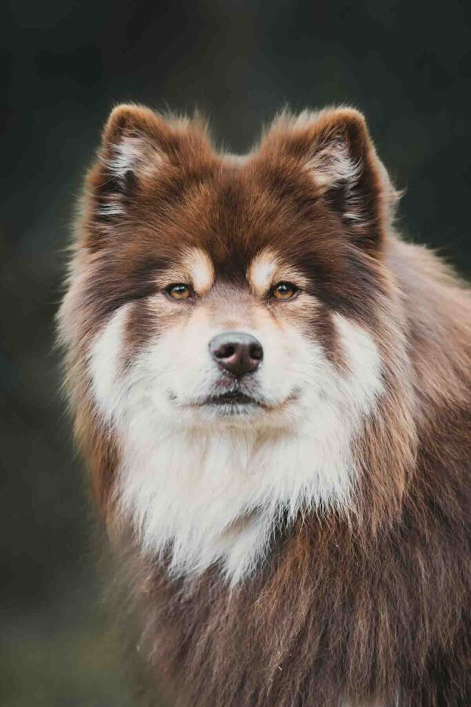 fotoshoot van je hond