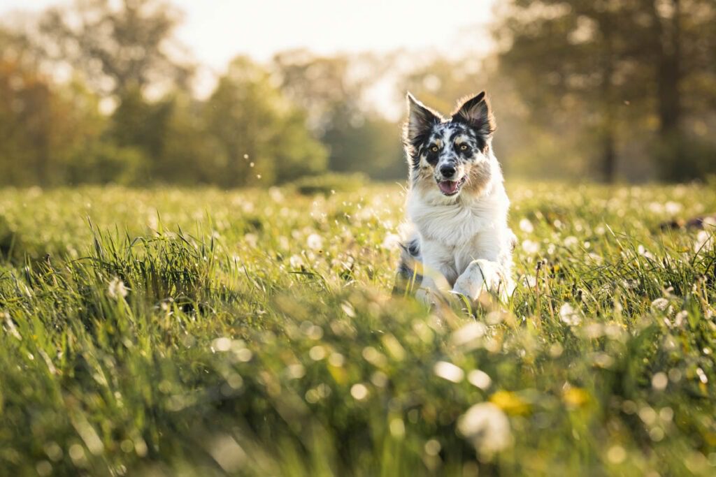 Homepage FotoSnoet