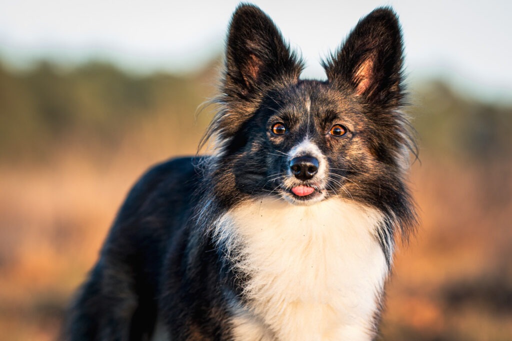 fotoshoot met angstige hond