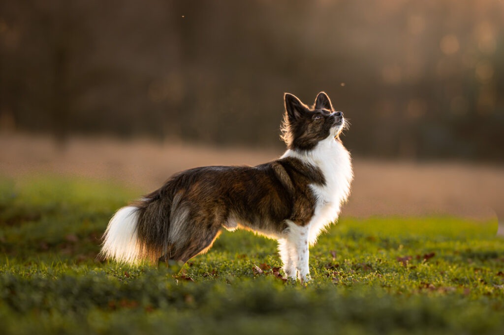 fotoshoot met angstige hond