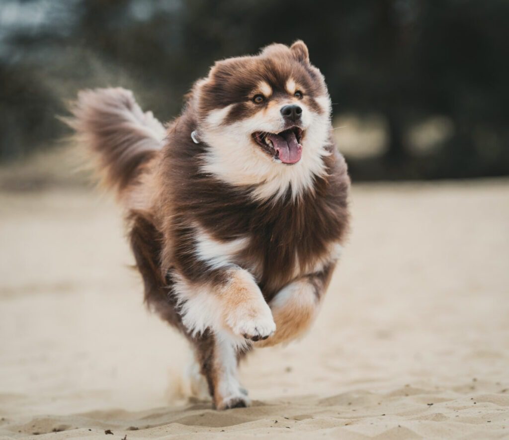 fotoshoot adoptiehond