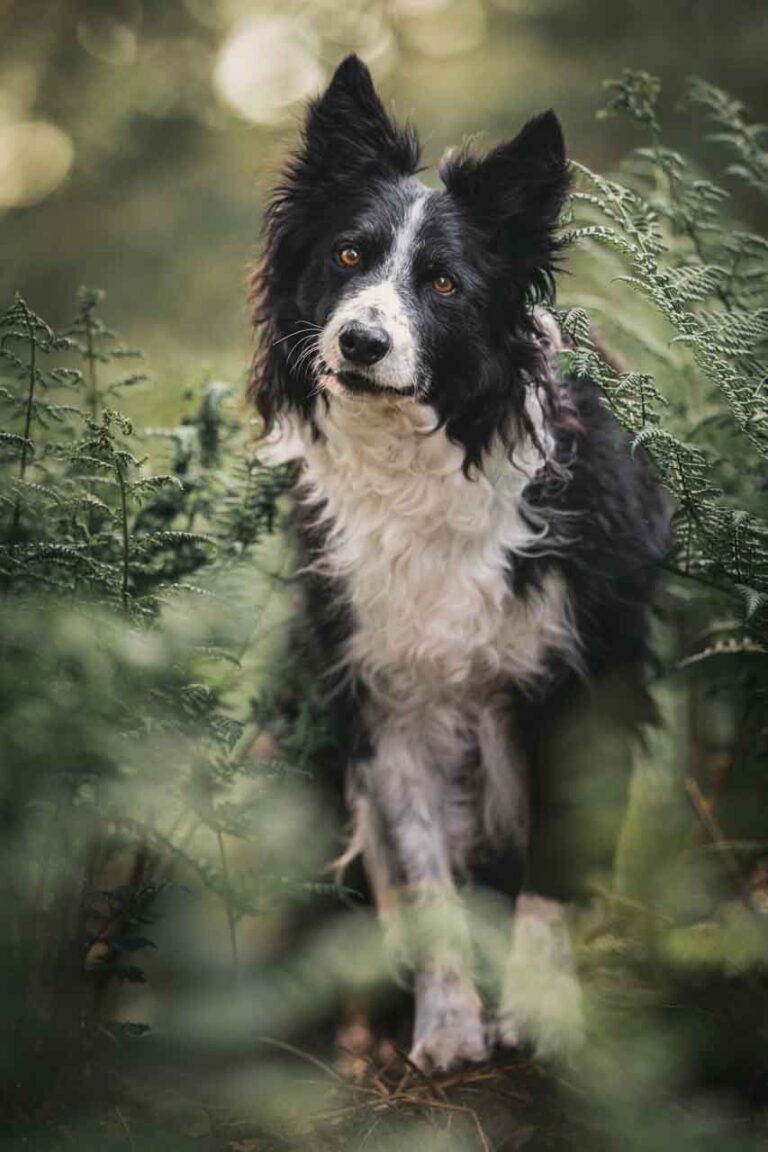 hondenfotograaf FotoSnoet