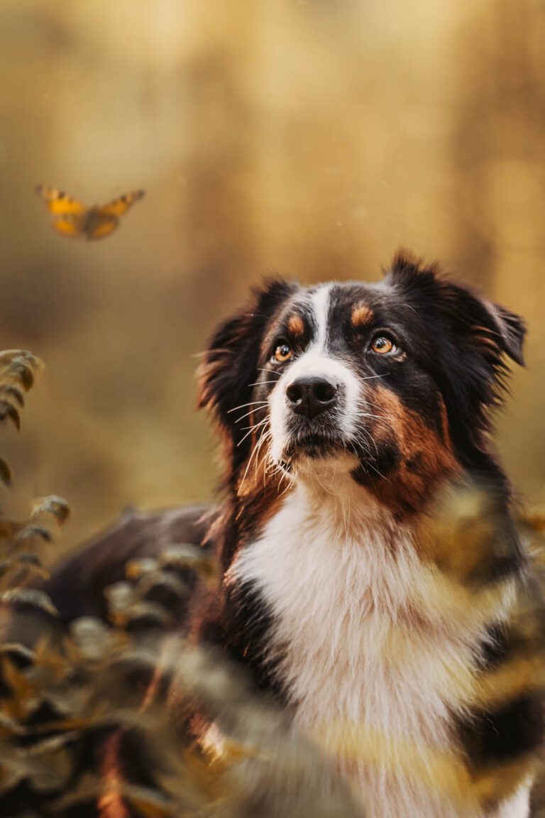 hondenfotograaf Gelderland