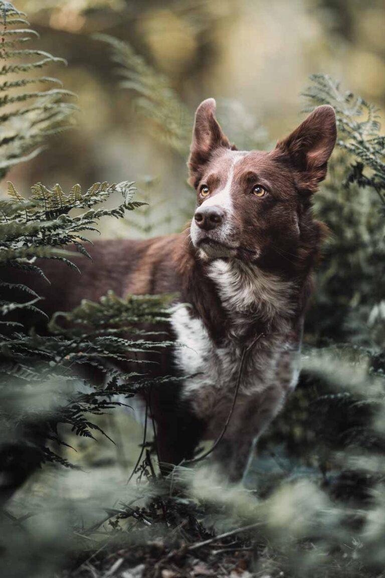hondenfotograaf Overijssel