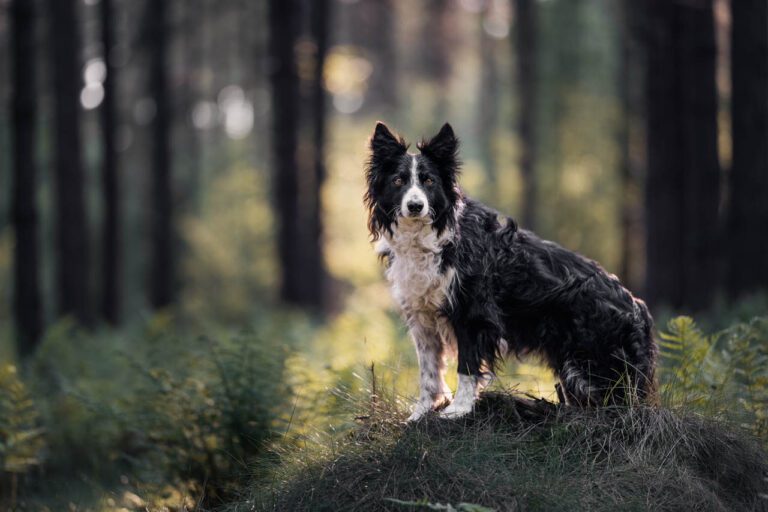 Hondenfotograaf FotoSnoet border collie fotoshoot