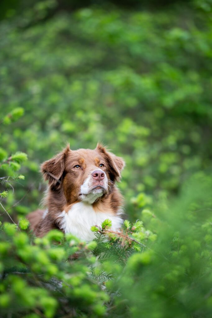 fotoshoot van je hond