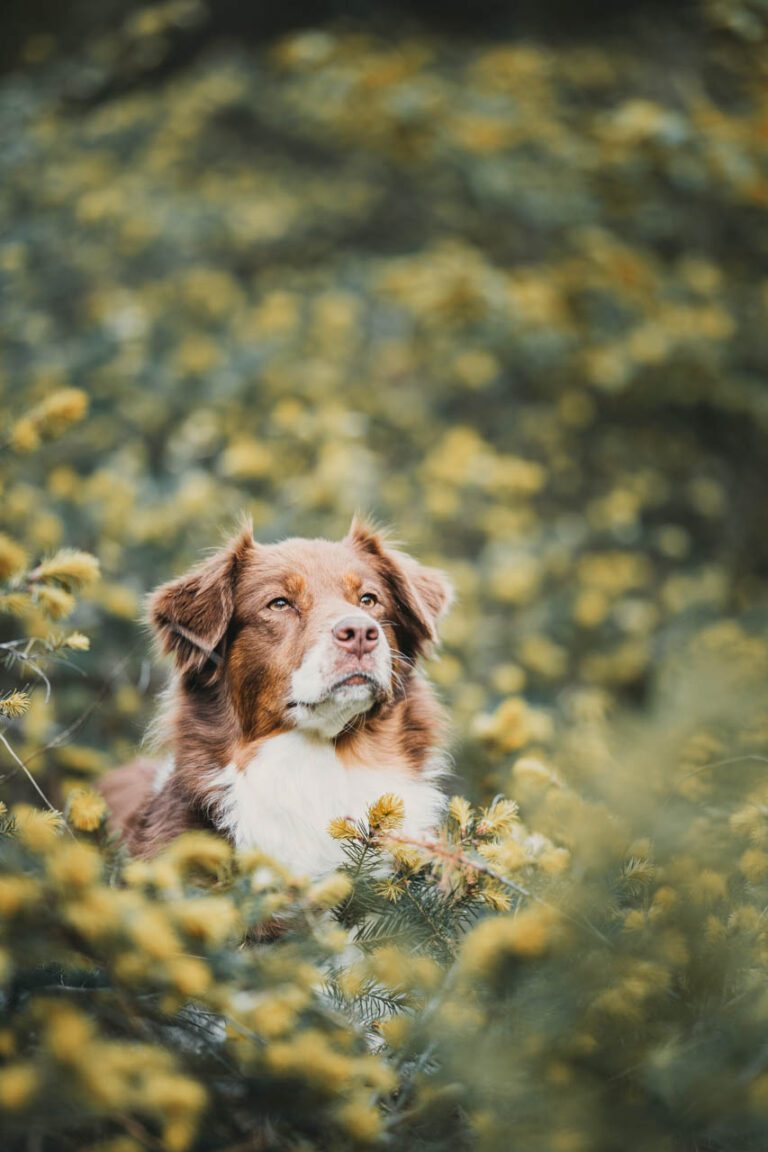 hondenfotograaf fotosnoet