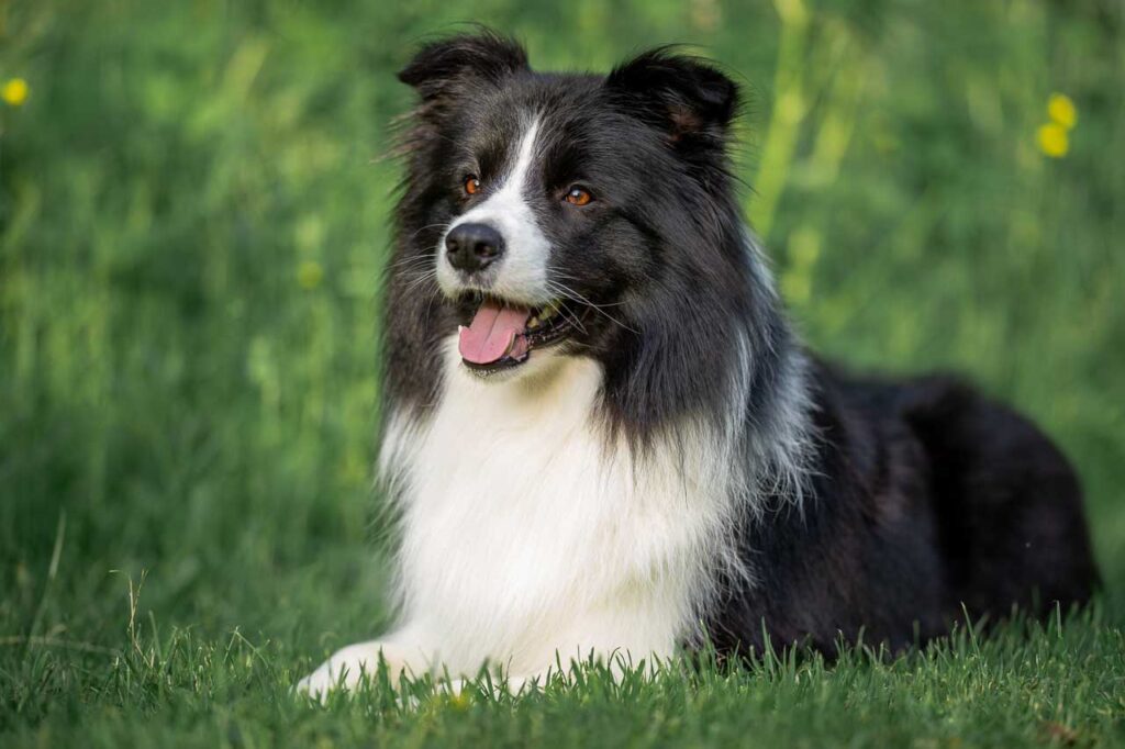 fotoshoot van oude hond
