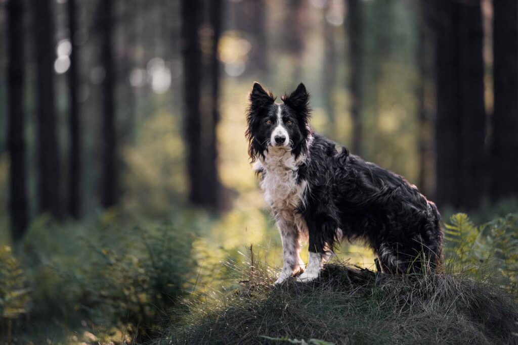 hondenfotograaf in Twente