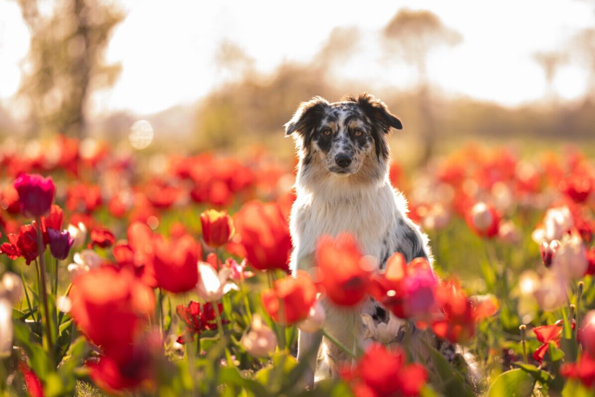 van asiel naar forever home waarom een fotoshoot van je asielhond waardevol is
