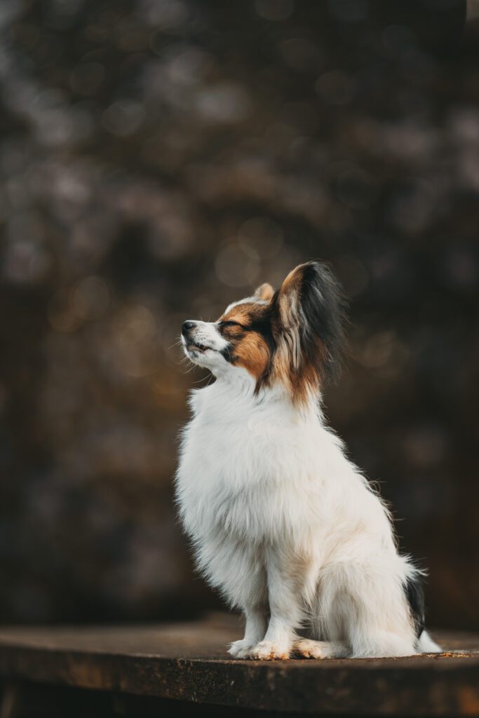 hondenfotografie tips