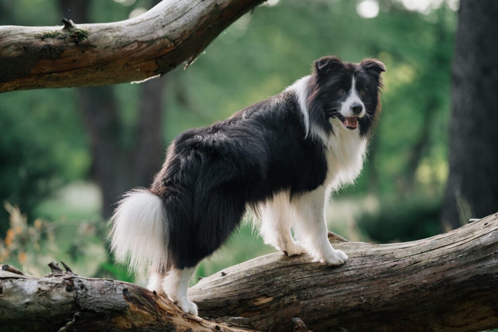oudere hond laten fotograferen