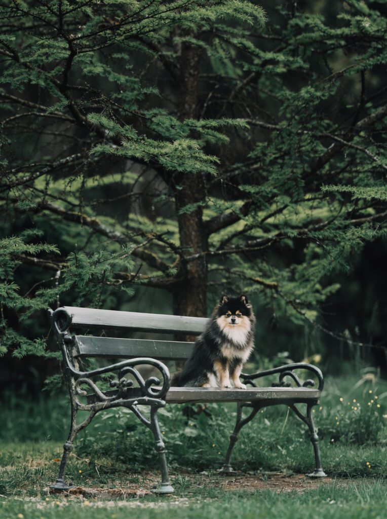 hondenfotografie tips